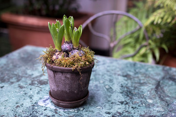 Unblown hyacinth buds in raindrops as decoration of the garden