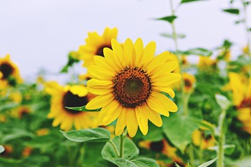 Fototapeta premium 해바라기입니다