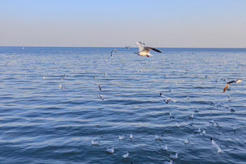Naklejka premium Seagulls bird flying over the sea with beautiful sunset on evening twilight sky landscape background