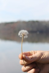 Fototapeta premium dandelion in hand