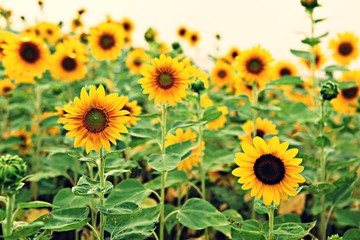 해바라기입니다