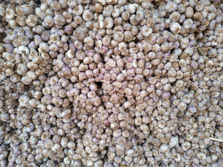 Fresh white garlic from agriculture pattern close-up.