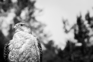 Bird of Prey