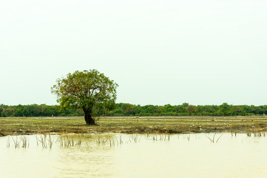 동양에서 제일 큰 캄보디아의 호수가에 있는 외로운 나무 © 정삼 차