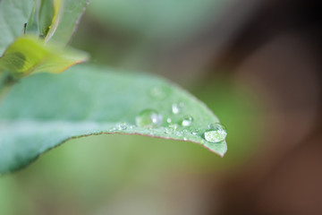 Green leaf after rain with water drop, morning dew