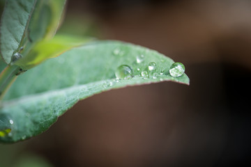 Green leaf after rain with water drop, morning dew