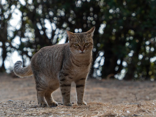王子ヶ岳の猫