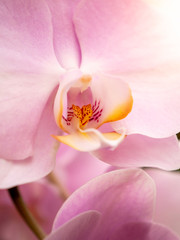Fototapeta na wymiar Macro image of beautiful blossoming pink orchid flower