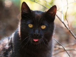 王子ヶ岳の猫