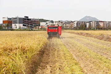 Fototapeta premium 벼수확하는모습