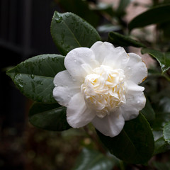 white Camellia Angela Cocchi (Camellia japonica) with green Leaves. View of a beautiful white Camellia Flower