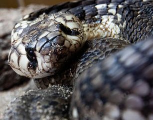 Cobra