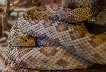 Diamondback Rattlesnake