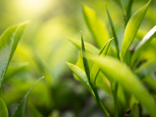 Closeup image of fresh green tea leaves growing on highland plantation