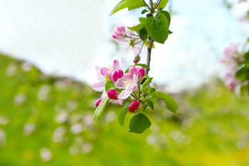 信州りんごの花