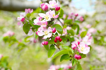 信州りんごの花