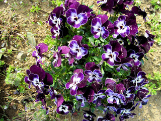 pansy