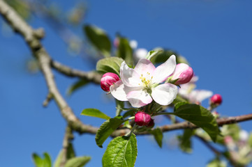 信州　リンゴの花