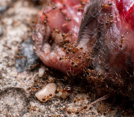 fire ants feeding voraciously on an animal in australia