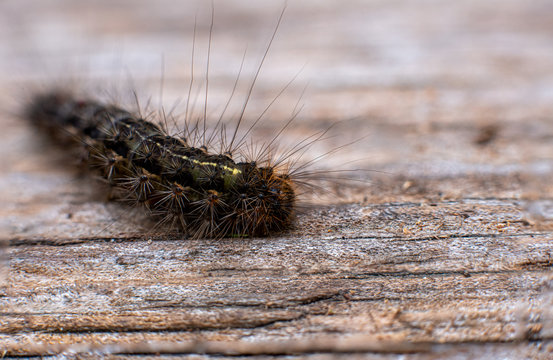 Abraxas Bilder Durchsuchen 124 Archivfotos, und Videos