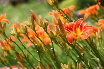 A large amount of flowers of a wild-growing hemerocallis created a bright color spot.