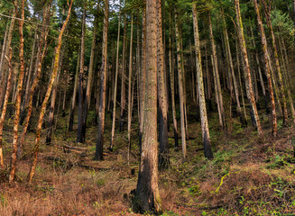 The Forest Along the Columbia Gorge Recovering from the Eagle Creek Fires 