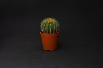 cactus in a pot