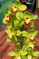 Nice flower (Orchid) image, An orchid is an attractive flower type that has been in existence for...