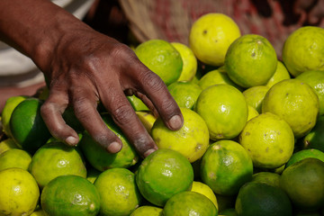  Man holding the green yellow lemon by two hands in street vegetable market, kolkata