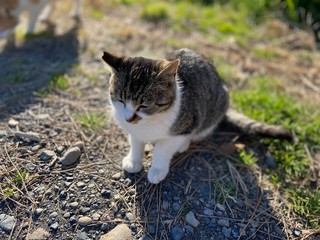 愛され猫～SAKURA CATS.