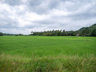 Beautiful image of big rice fields on cloudy day