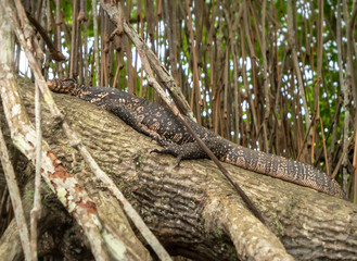 Image of wild varan lying on the mangrove tree branch in tropical rainforest