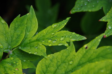 Water Drops after Rain on Leaves