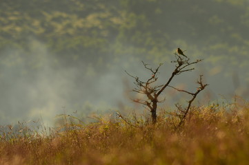 tree in the field