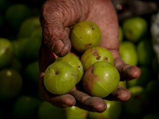 Man holding the gooseberry fruit on hand in street vegetable market, kolkata