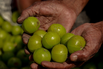 Man holding the gooseberry fruit on hand in street vegetable market, kolkata