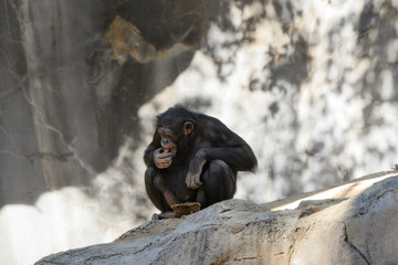 Chimpanzee youth munching ona  red pepper