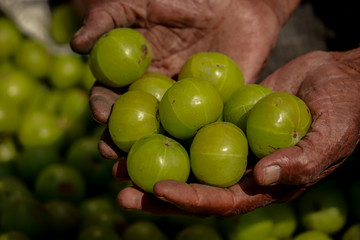Man holding the gooseberry fruit on hand in street vegetable market, kolkata