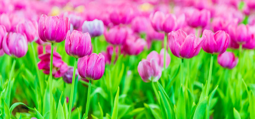 Beautiful bouquet of tulips in the garden ,nature background.