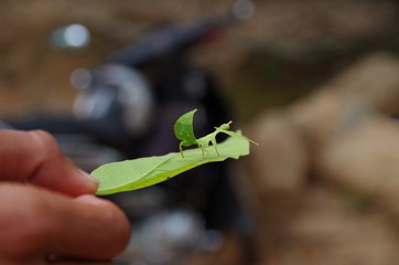 A Man Holding a Leaf with Leaf Insect