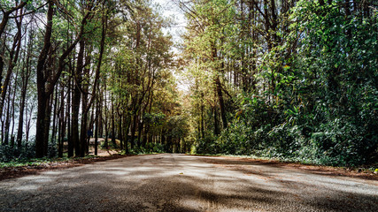 road in the forest panoramic banner background