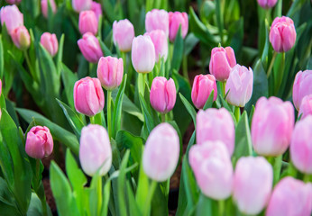Obraz premium pink and white tulips