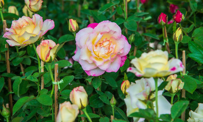 pink and white rose in the garden