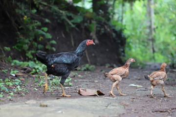 three chickens running together on the ground