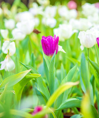 pink tulips on green grass