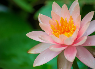 A beautiful lotus flower is complimented by the rich colors of the deep blue water surface.Nature...
