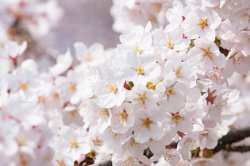 桧木内川の桜の花弁