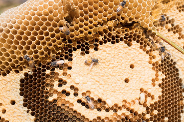 honeycomb