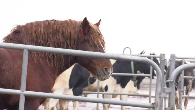 Video shot from the hands. Portrait of a red horse. Horses in a corral in the Russian village in the winter. Horses, corral for horses, fencing. The horse's eyes.
