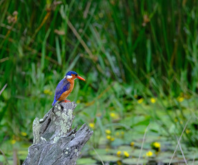 A Malachite Kingfisher perched on a log whilst hunting fish in a nature lake in the wild.